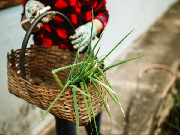 8 Pioneer Habits That Made Me Happier and Healthier (No Homestead Required)
