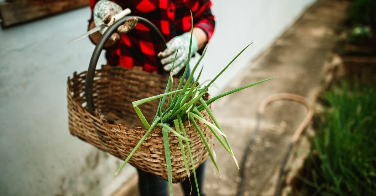 Person carrying basket of freshly harvested greens on farm path