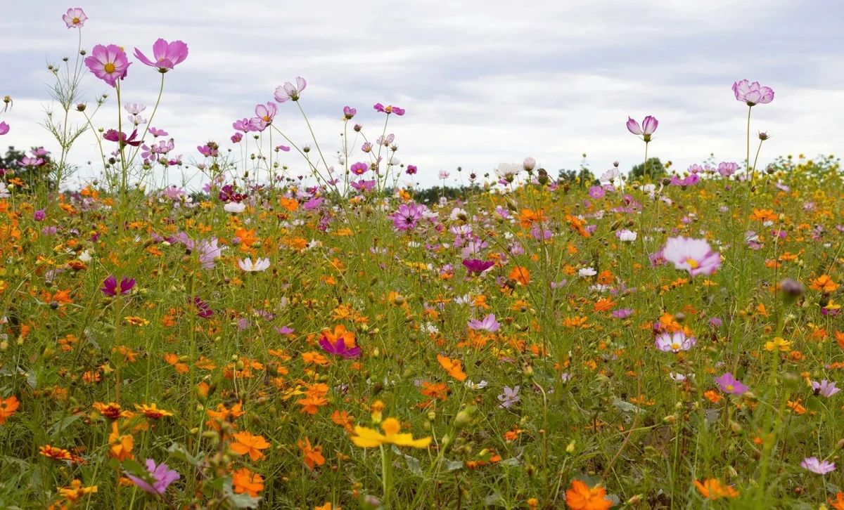 Wildflower meadow in bloom under a soft overcast sky