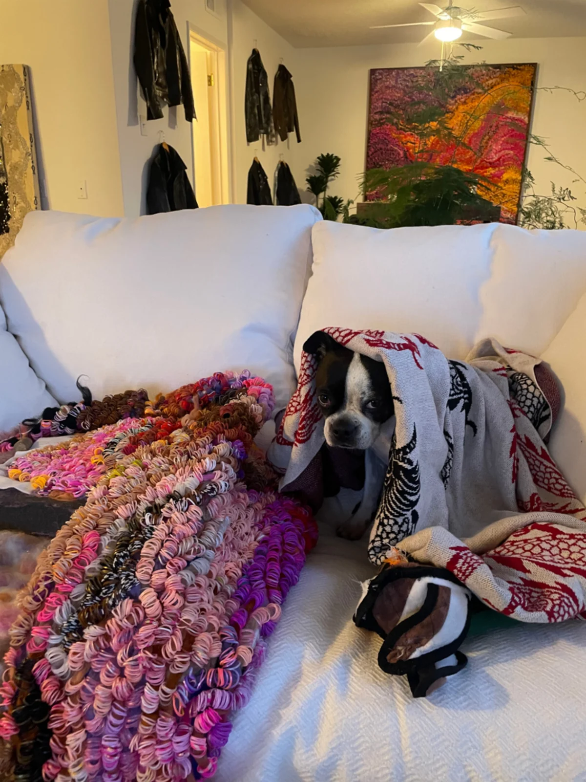 A Boston Terrier wrapped in a blanket on a couch